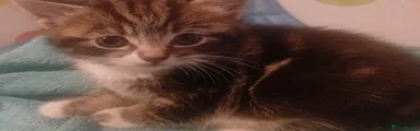 Mixed Breed Kitten 3
