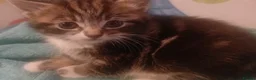 Mixed Breed cats for sale: Beautiful litter of 3 kittens - Advert 1