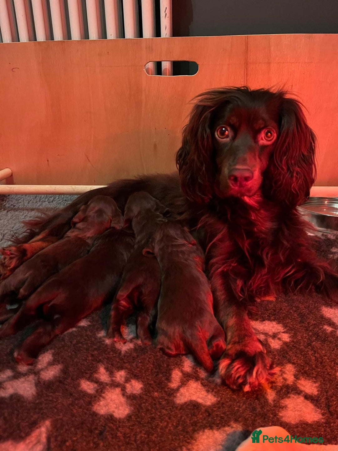 Cocker Spaniel dogs for sale: KC Registered Working Cocker Spaniels  - Advert 5