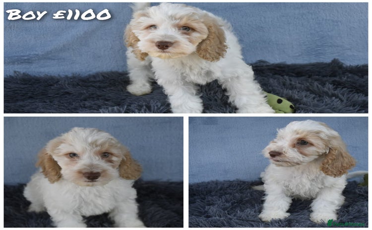 Cavapoo dogs in Rugby - Advert 13