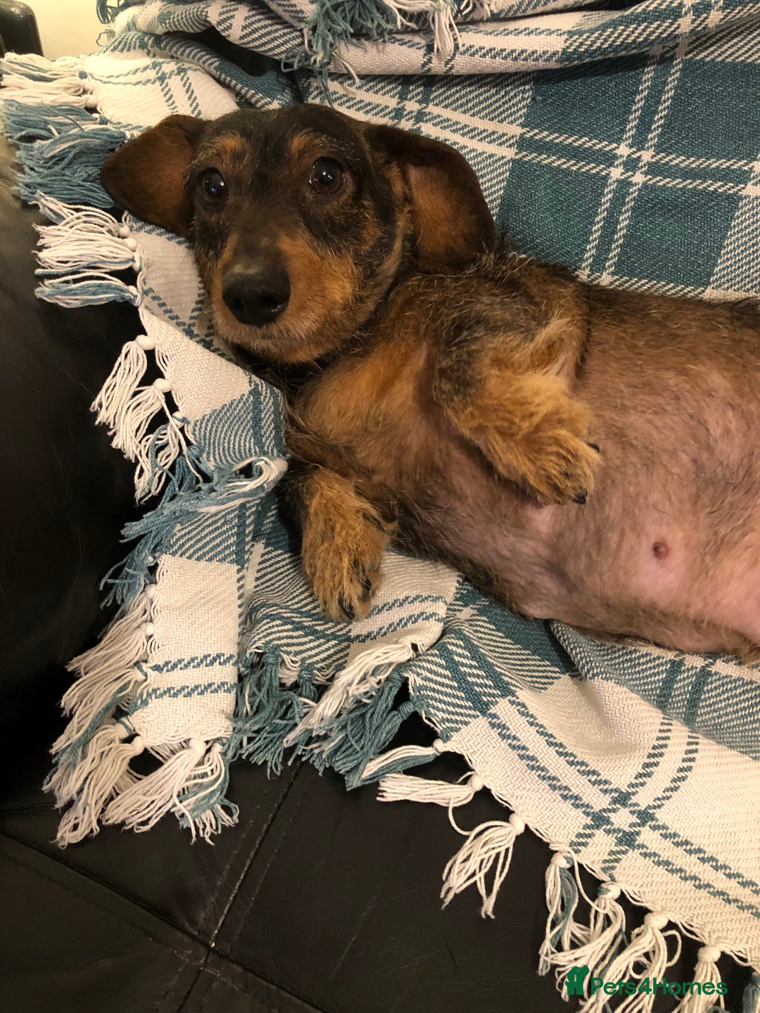 Dachshund dogs for sale: Miniature smooth haired Daschunds  - Advert 6