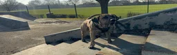 Mixed Breed dogs for stud: Mr Sunny  - Advert 9