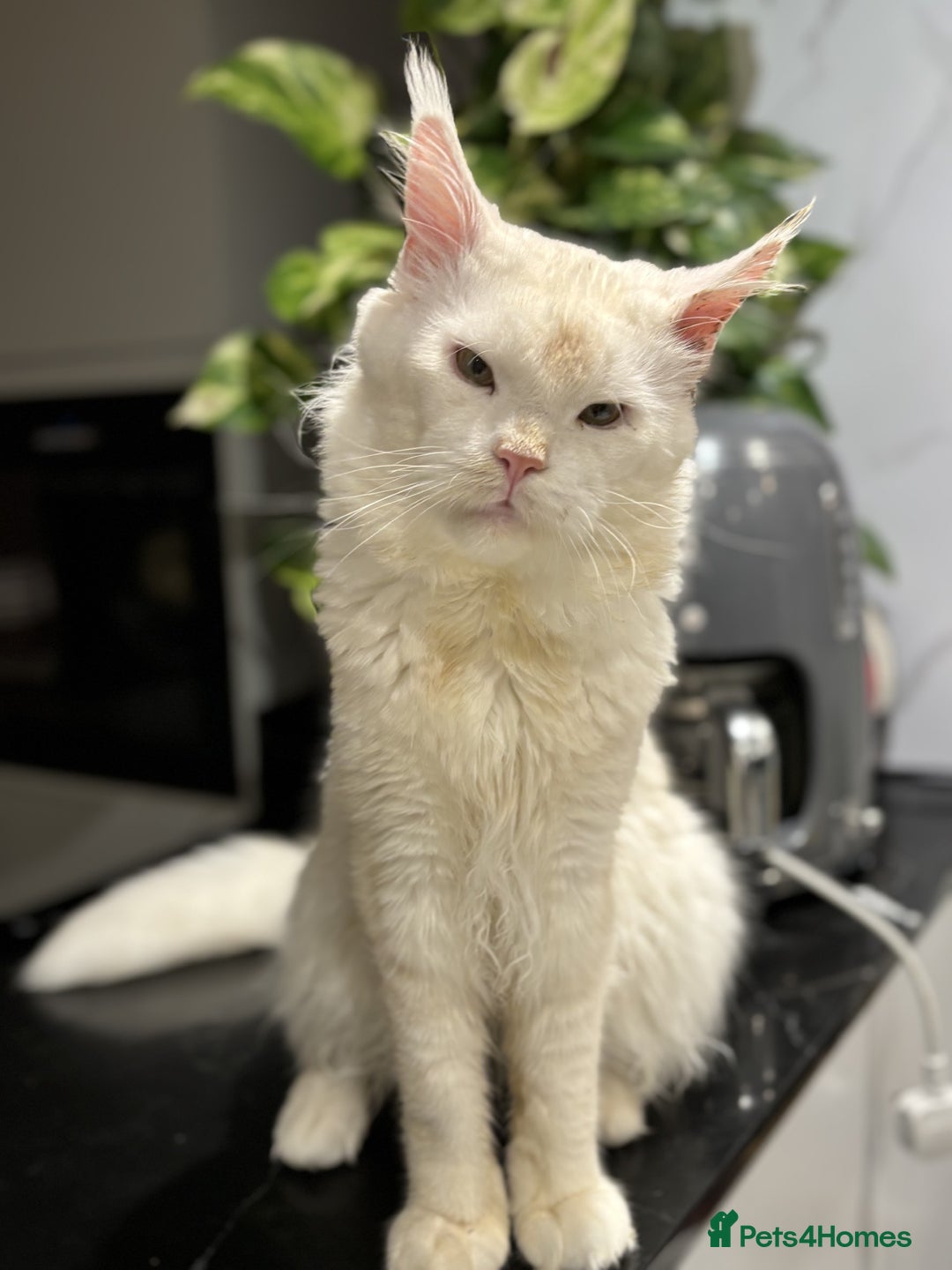 Maine Coon cats for sale: Maine Coon Big Boy Zeus looking for loving family - Image 4