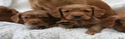 Cocker Spaniel dogs for sale: 🌟 EXCEPTIONAL COCKER SPANIEL PUPPIES 🌟 - Advert 3