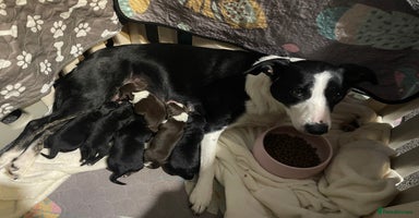 Mixed Breed dogs - Advert 6