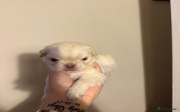 Pug dogs for sale: fluffy pug puppies  - Advert 19