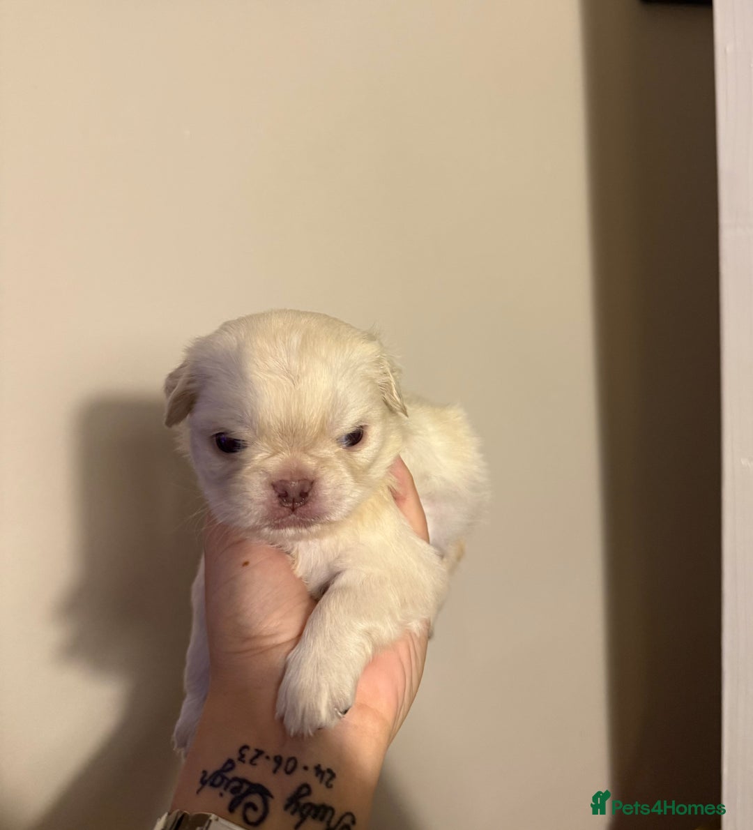 Pug dogs for sale: fluffy pug puppies  - Advert 19