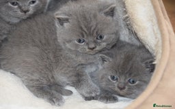 British Shorthair cats for sale: Chunky British Blue Shorthair Kittens, 2 Boys - Image 2