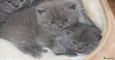 British Shorthair cats - Advert 9