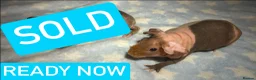 Guinea Pig rodents for sale: Skinny Pig Boars  - Advert 2
