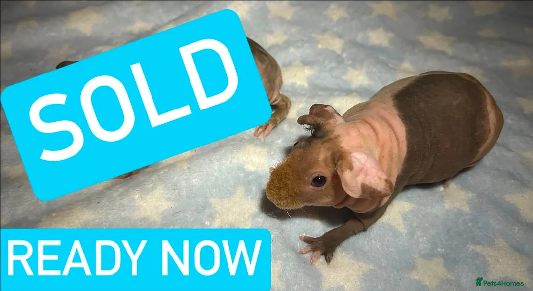 Guinea Pig rodents for sale: Skinny Pig Boars  - Advert 2