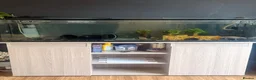 Axolotl reptiles for sale: 2 axolotls and full tank set up in Barnsley - Advert 9