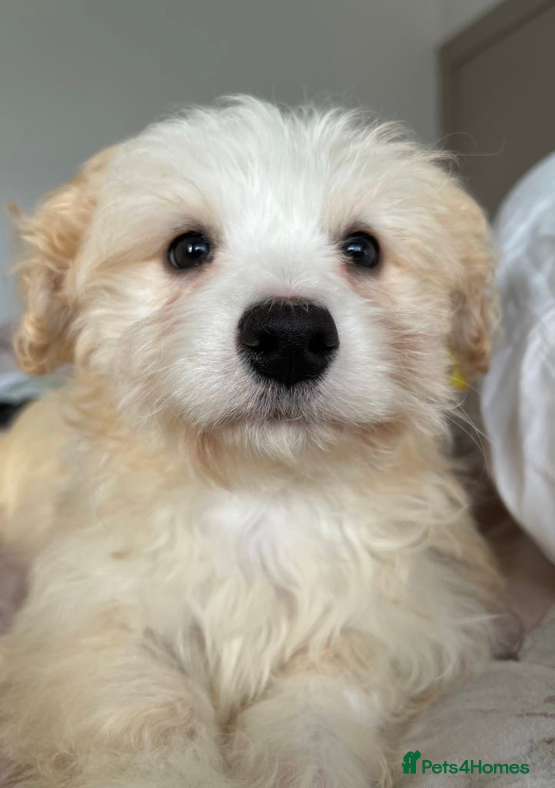 Mixed Breed dogs for sale: Maltichon Maltese x hi hon puppy  - Image 1