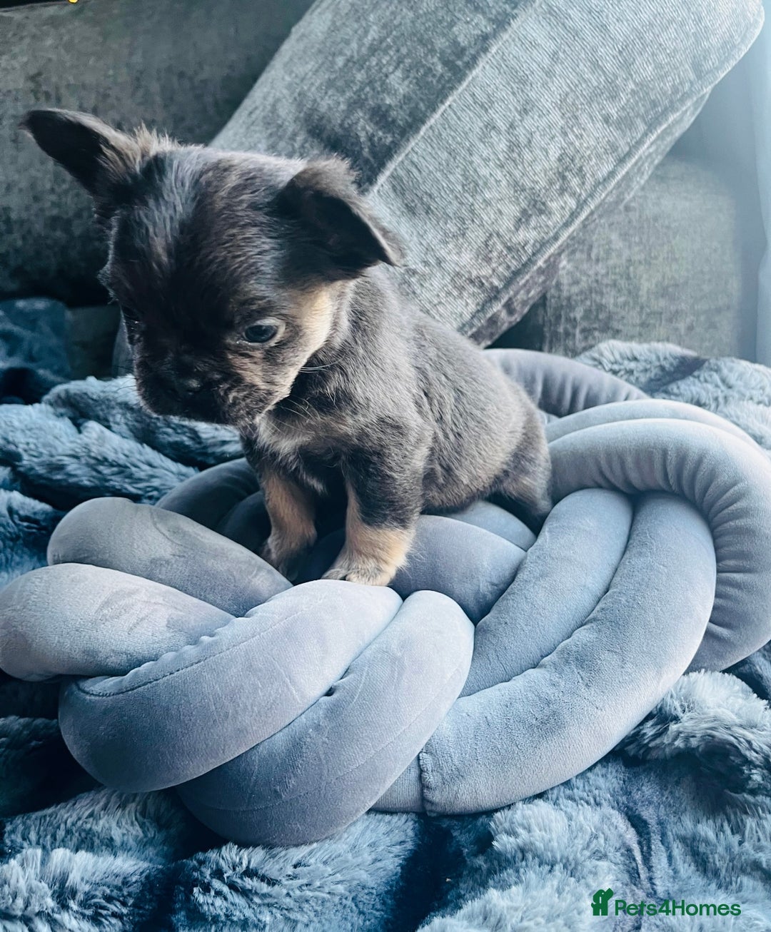 French Bulldog dogs for sale: Beautiful full fluffy frenchies  - Advert 21