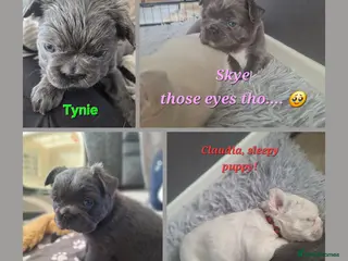 French Bulldog dogs Fluffy French Bulldog Puppies - Advert 12