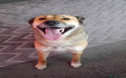 Mixed Breed dogs for sale: Collie x german shepherd  - Advert 2