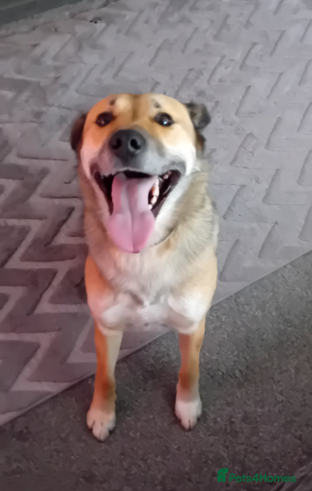 Mixed Breed dogs for sale: Collie x german shepherd  - Advert 2