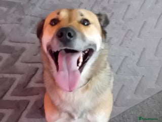 Mixed Breed dogs Collie x german shepherd - Advert 5