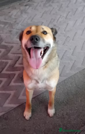 Mixed Breed dogs Collie x german shepherd - Advert 6