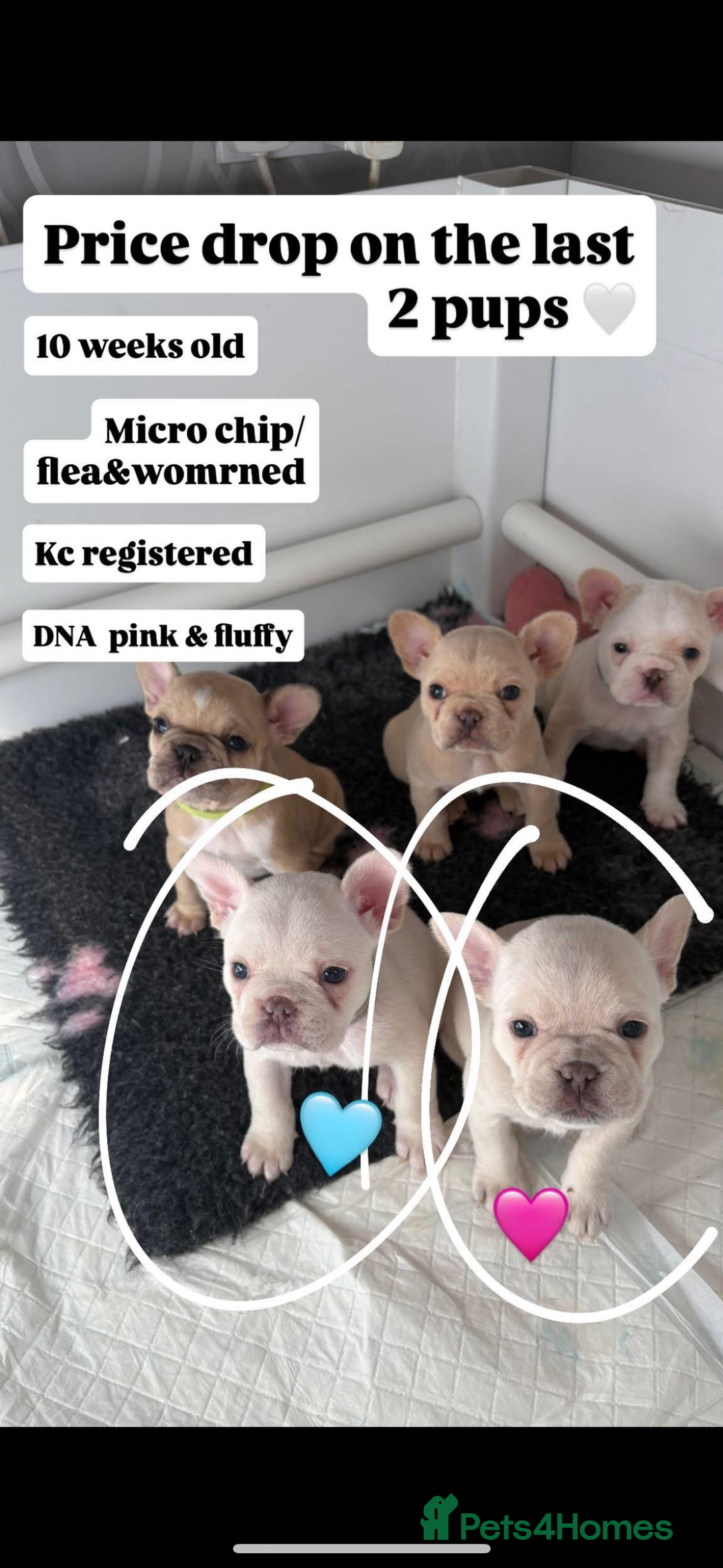 French Bulldog dogs for sale: French bulldog puppies  - Advert 4