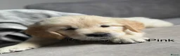 Golden Retriever dogs for sale: Health tested, KC reg Golden retriever puppies - Advert 12