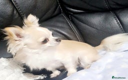 Chihuahua dogs for sale: X2 males chihuahua puppies - Image 6