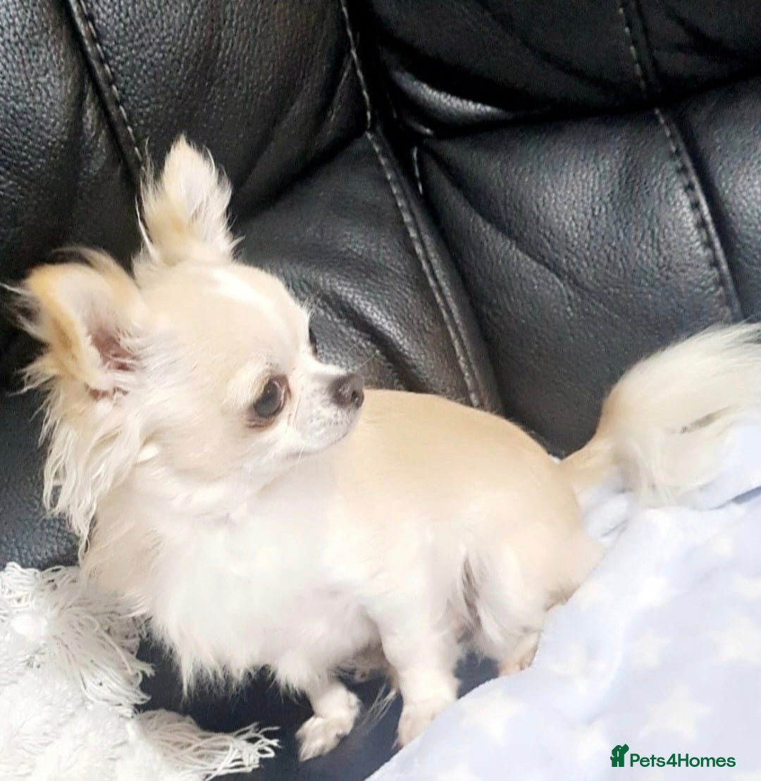 Chihuahua dogs for sale: X2 males chihuahua puppies - Image 6