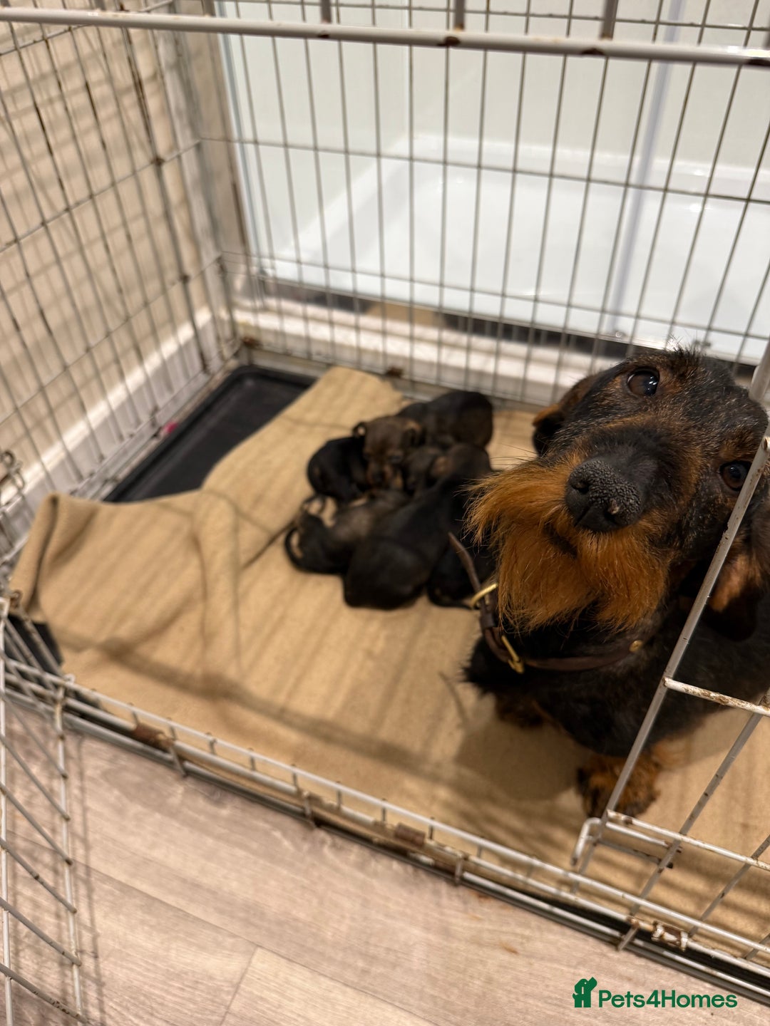 Dachshund dogs for sale: Wire haired Teckel puppies  - Advert 2