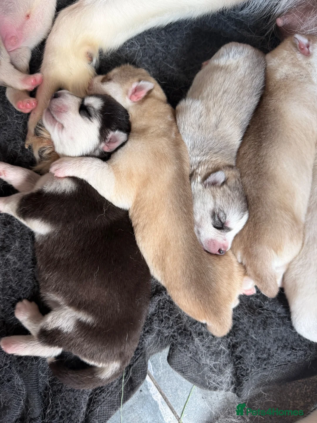 Siberian Husky dogs for sale: Siberian Husky  - Advert 32