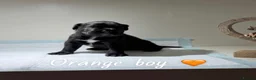 Cane Corso dogs for sale: CANE CORSO PUPPIES. 🐾🐾VIEWINGS NOW WELCOME🐾🐾 - Advert 13