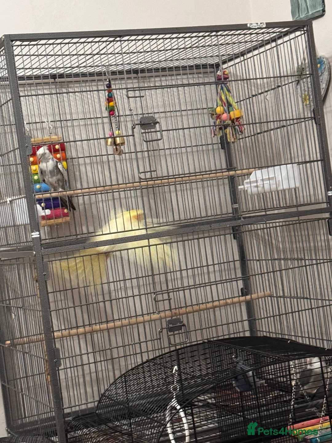 Cockatiels birds for sale: two cockatiels male and female bonded - Advert 13