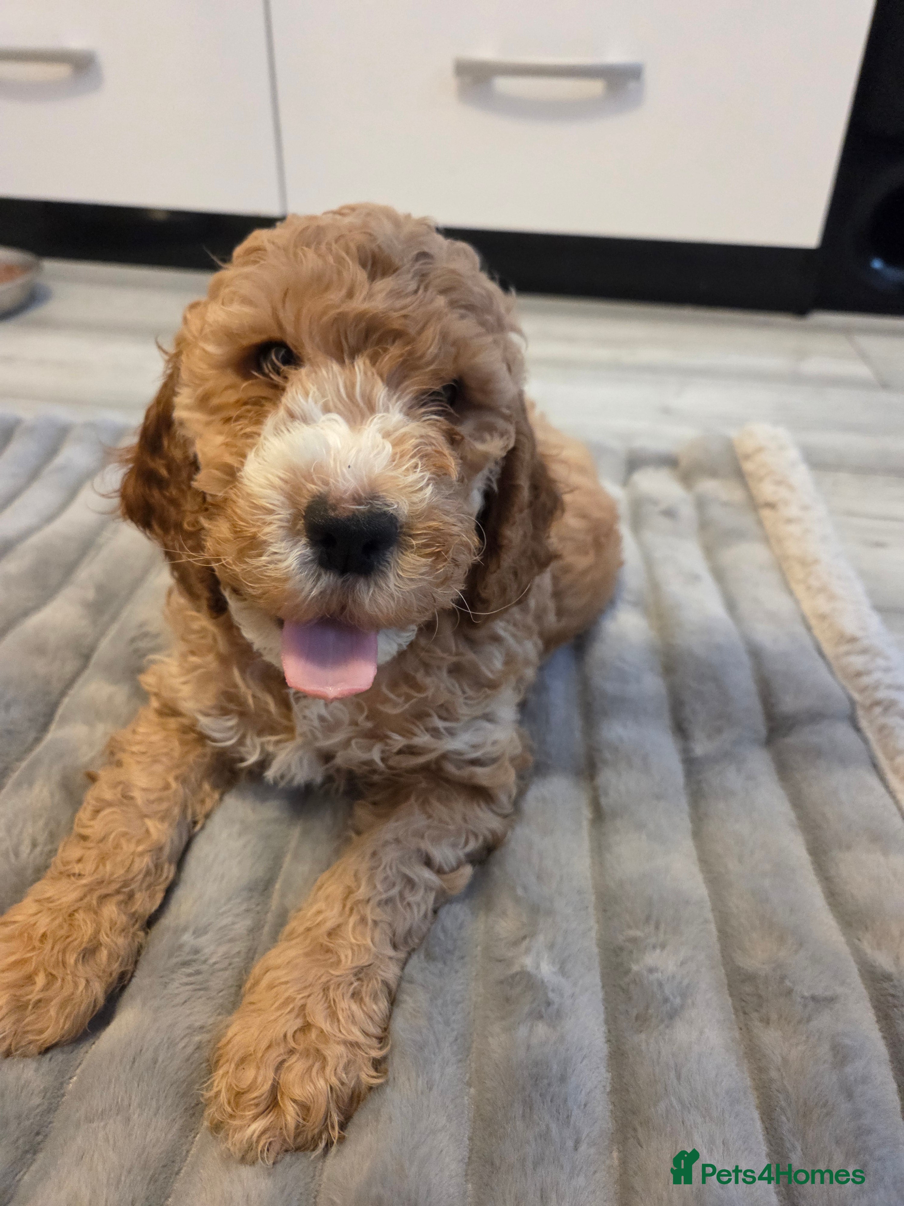 Cockapoo dogs Cockapoo Boy left NEW REDUCED PRICE - Advert 12