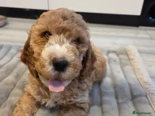 Cockapoo dogs Cockapoo Boy left NEW REDUCED PRICE - Advert 12