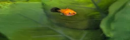 Live Bearers fish for sale: Guppy Guppies babies 2 - 6 weeks old in Callington - Advert 4