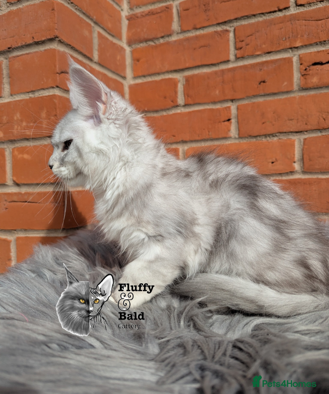Maine Coon cats for sale: 2 outstanding girls from a shaded line  - Image 12