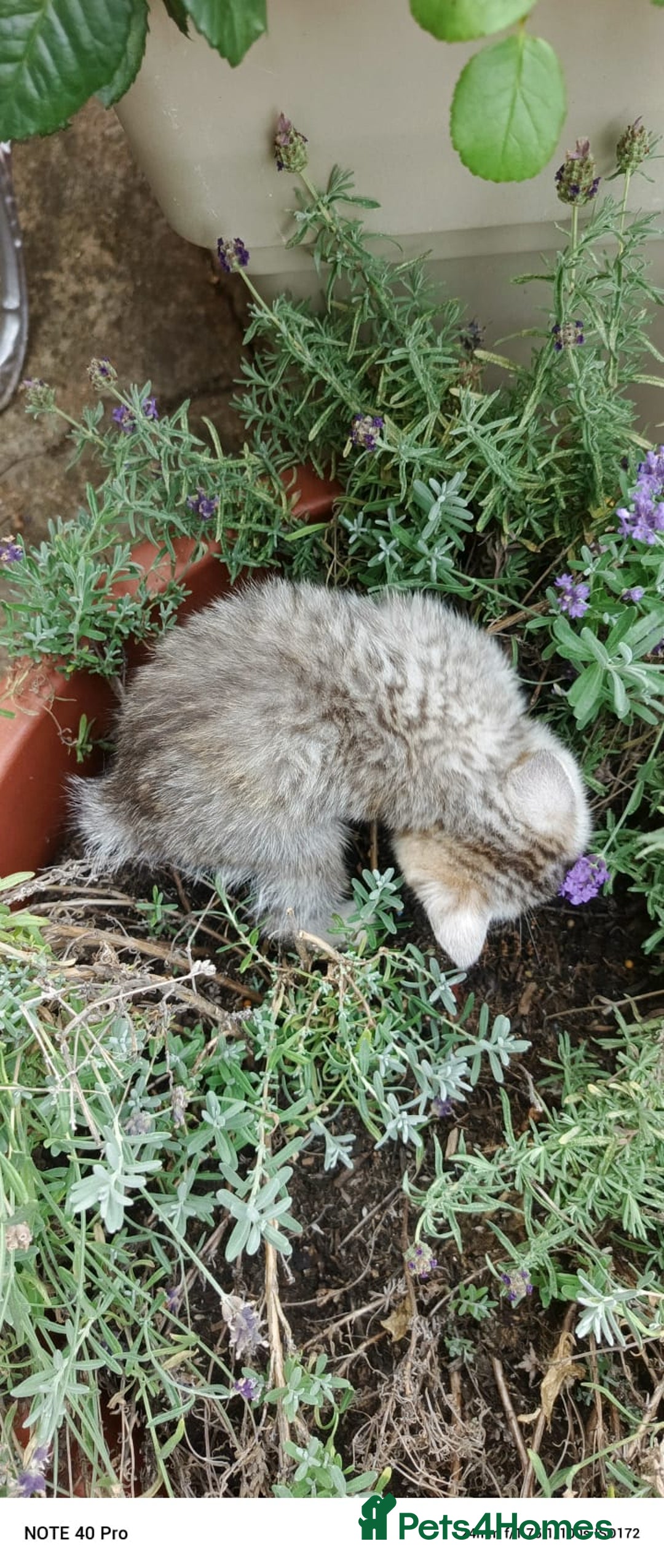 British Shorthair cats for sale: PUre tabby British short hair kittens - Image 24