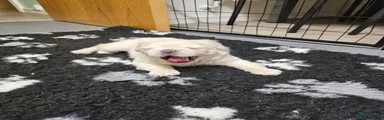 French Bulldog 1