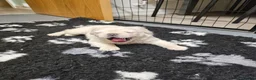 French Bulldog dogs for sale: Ready to leave now Rare Platinum French bulldogs   - Advert 28