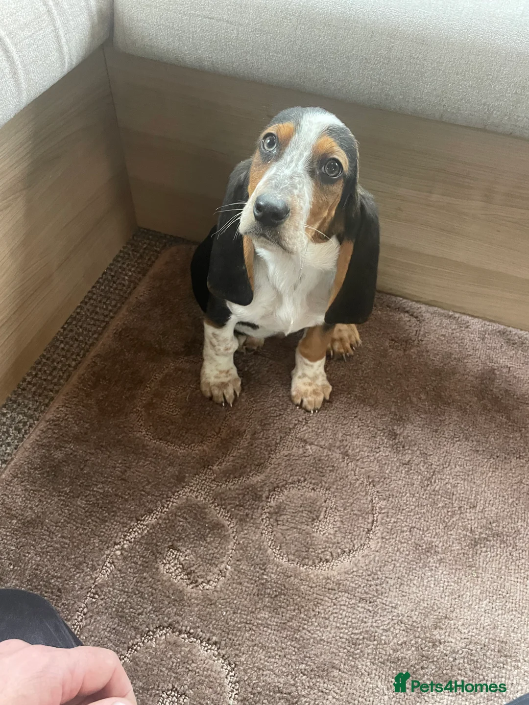Basset Hound dogs for sale: Bassett hound puppies - Advert 12
