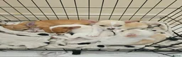 Chihuahua dogs for sale: Chihuahuas puppies.  - Advert 5