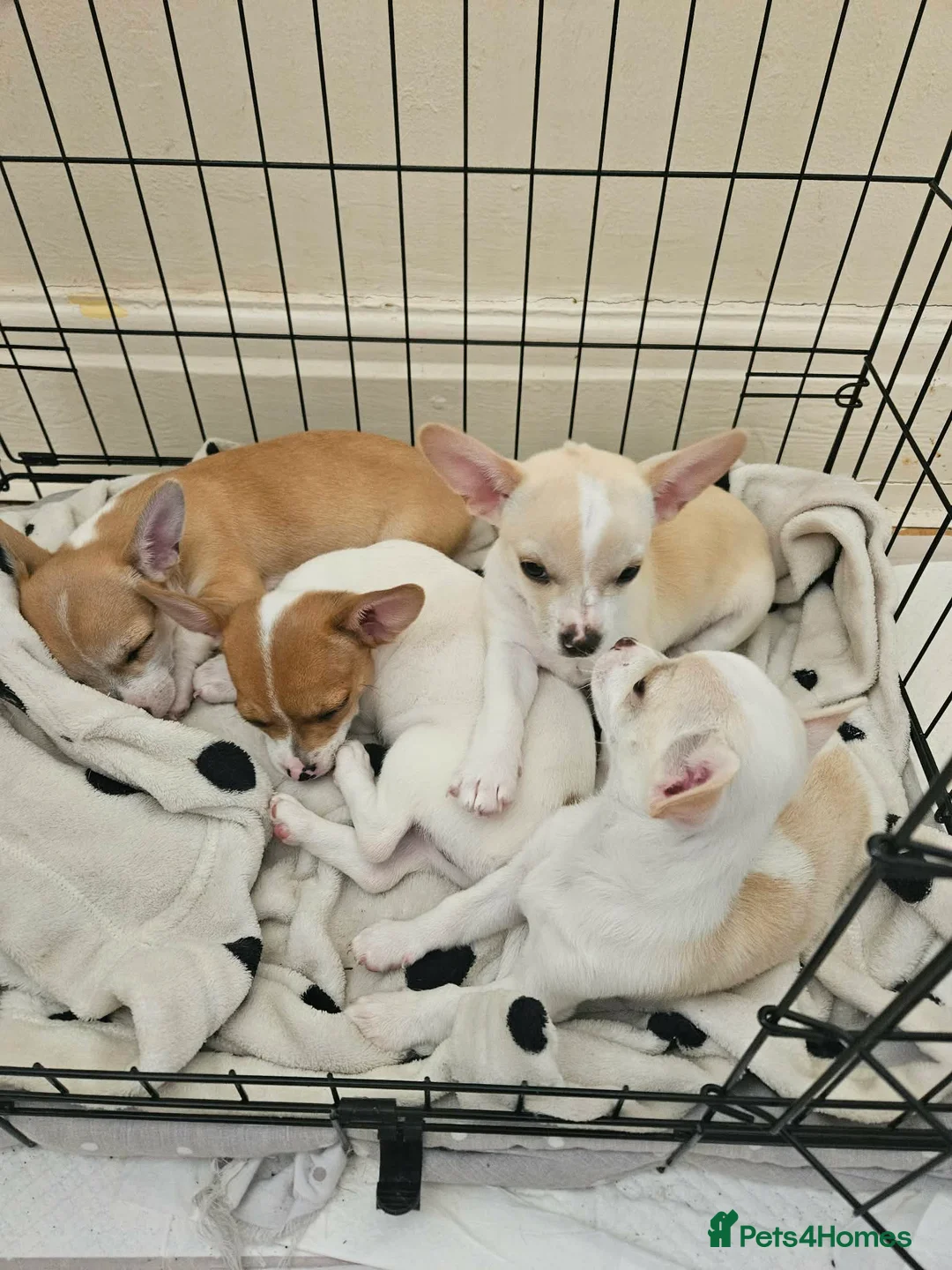 Chihuahua dogs for sale: Chihuahuas puppies.  - Advert 5