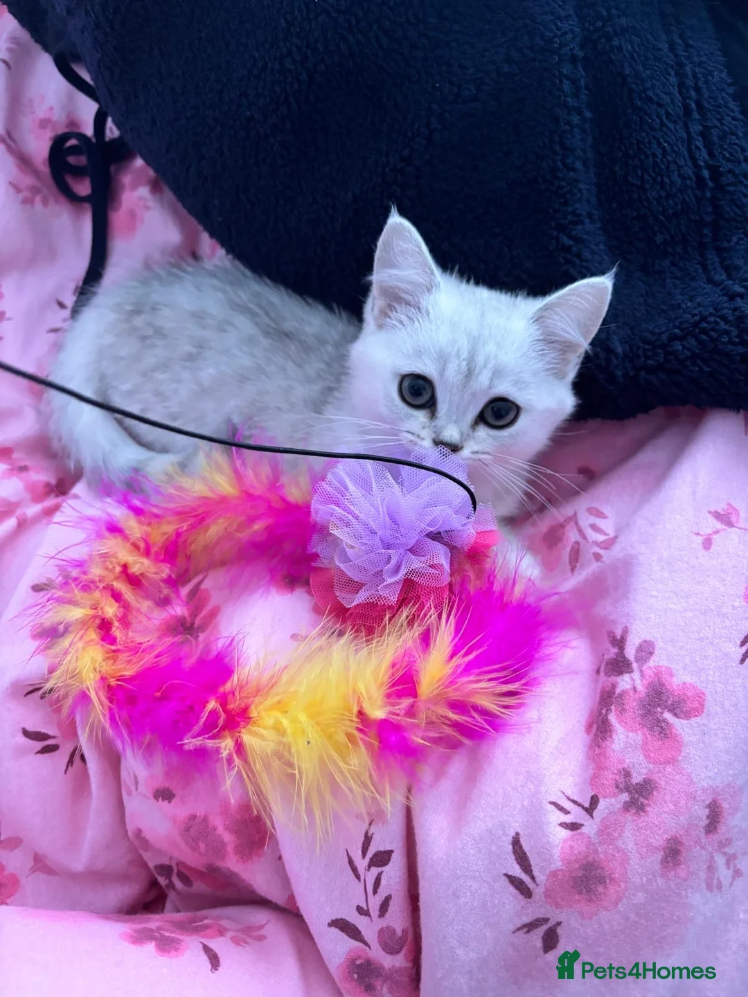 Mixed Breed cats for sale: British shorthair silvertip & exotic persian in Sheffield - Advert 4