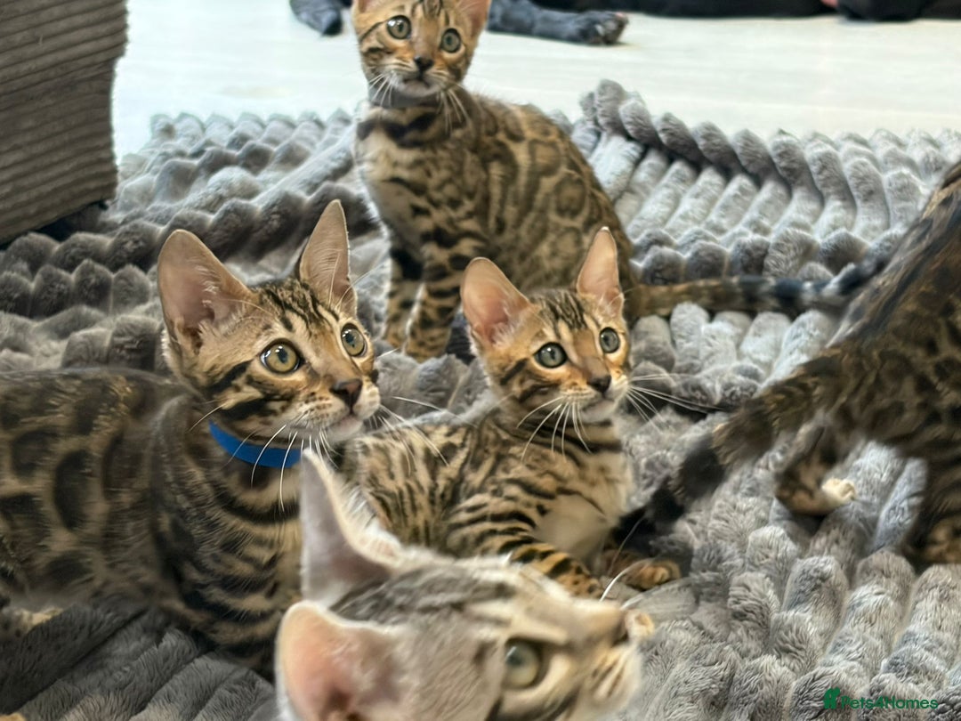 Bengal cats for sale: 12 Bengal Cubs Ready for Their Forever Home - Image 12