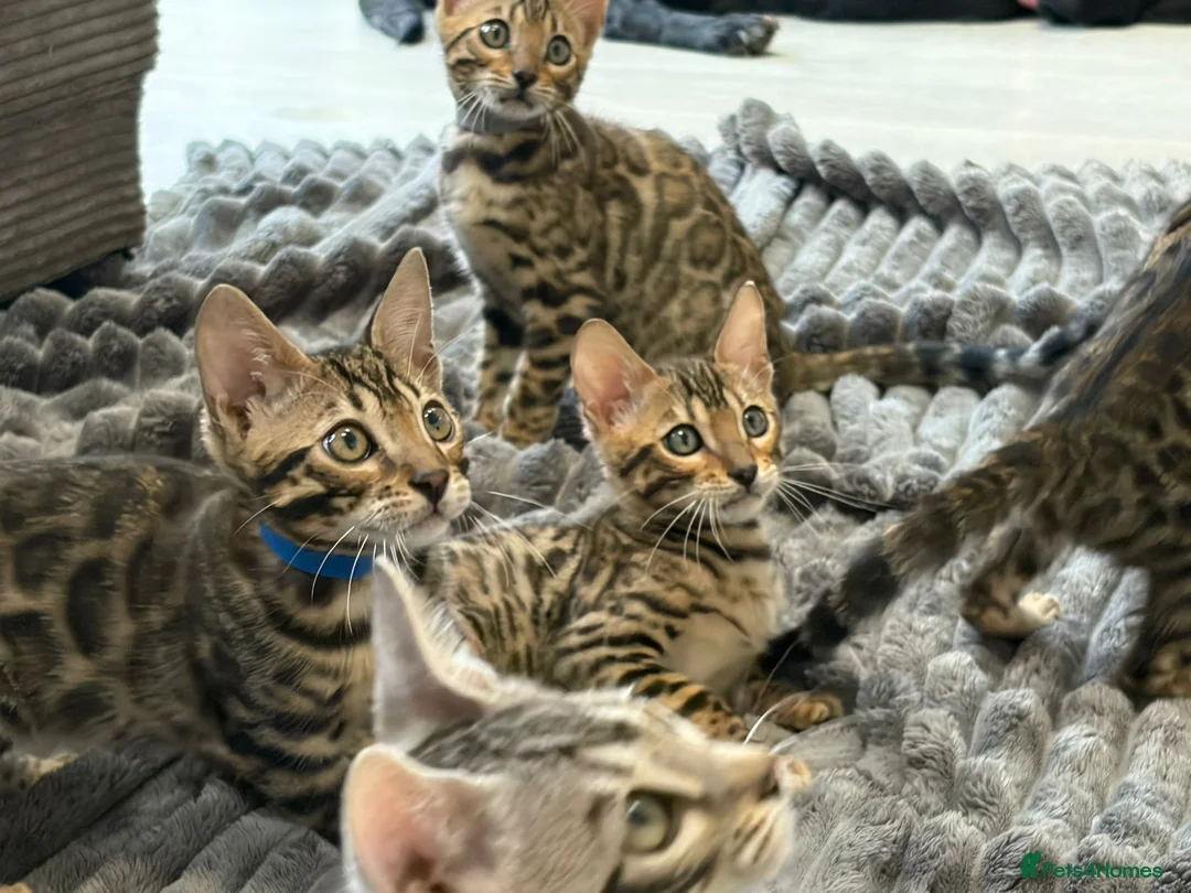 Bengal cats for sale: - Brown & Silver Bengals—Experienced Homes Only - Advert 6