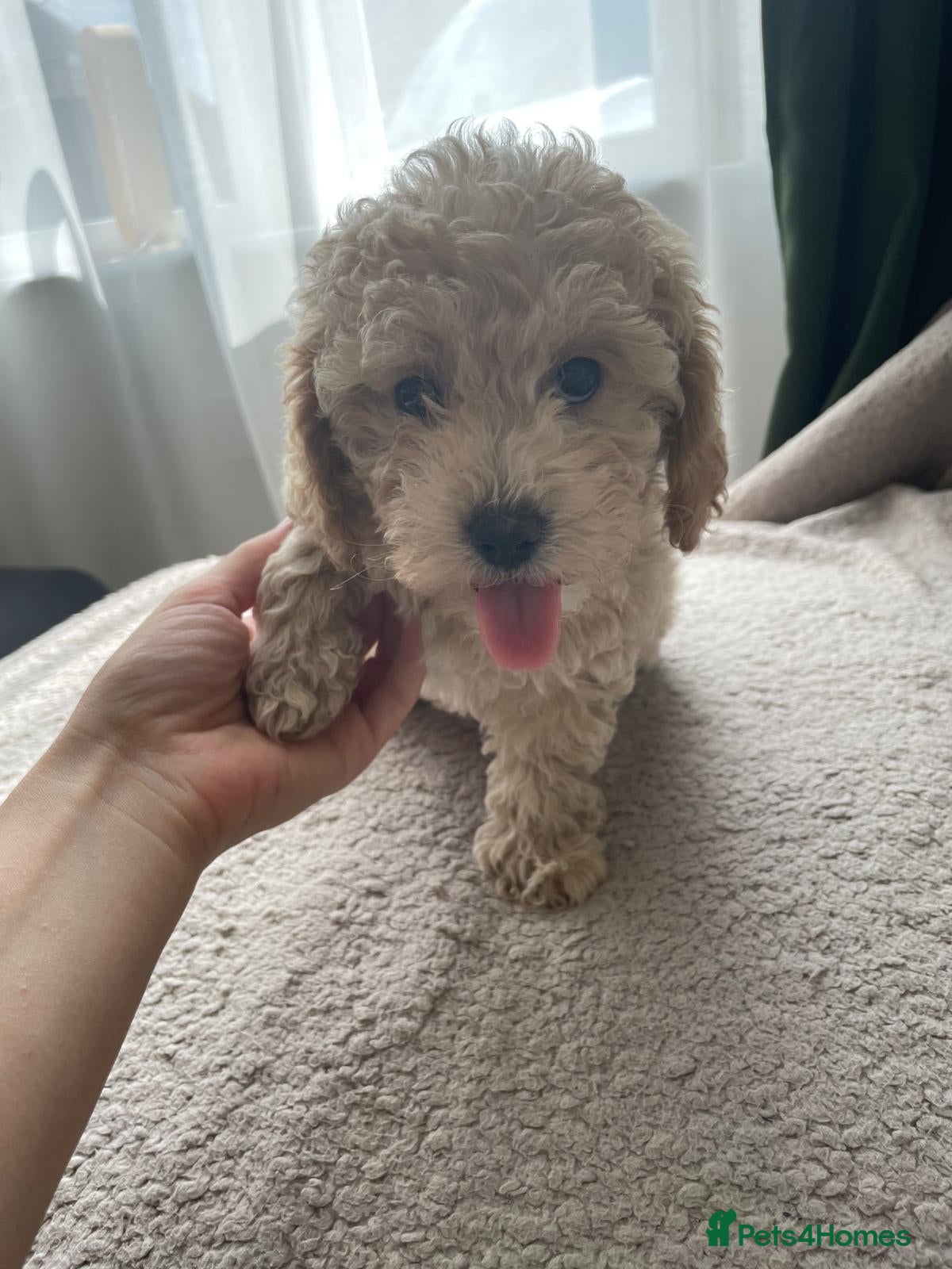 Maltipoo dogs Maltipoo pupies for sale  - Advert 2