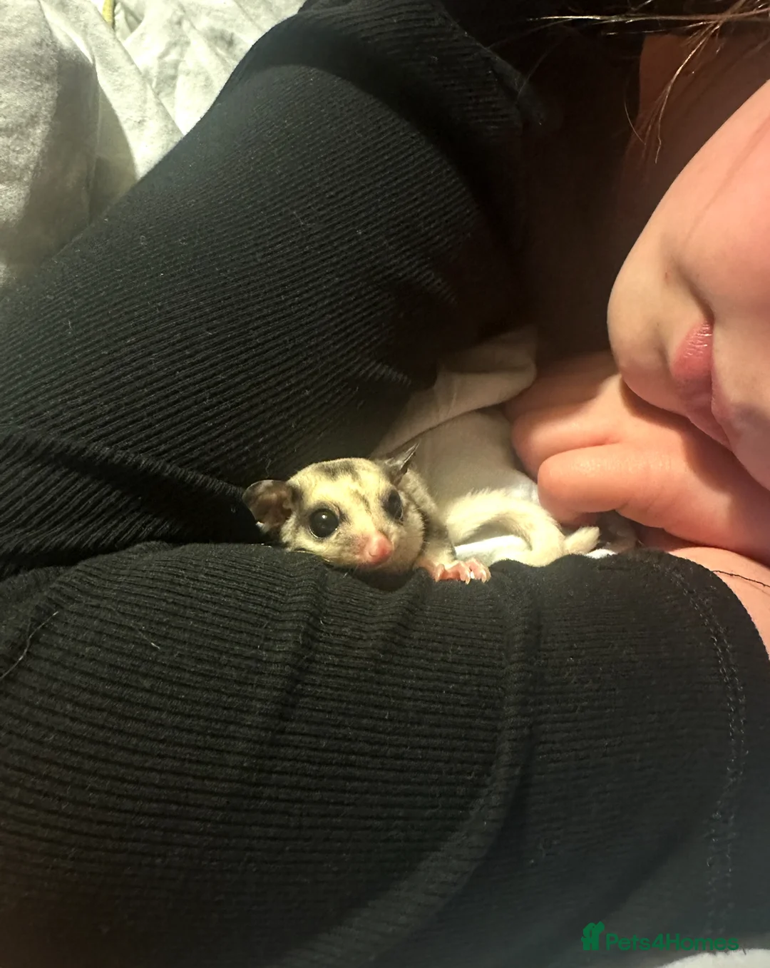 Sugar Glider rodents for sale: Sugar Glider Three Males plus Cage & Accessories - Advert 9