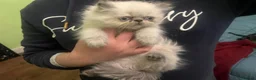 Persian cats for sale: Beautiful Blue Point Kittens - Advert 3