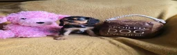 Cavalier King Charles Spaniel dogs for sale: Beautiful  Cavalier  puppies  - Advert 17