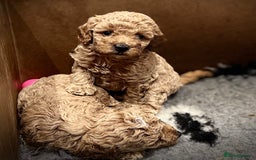 Miniature Poodle dogs for sale: Stunning Miniture Poodles - Image 29