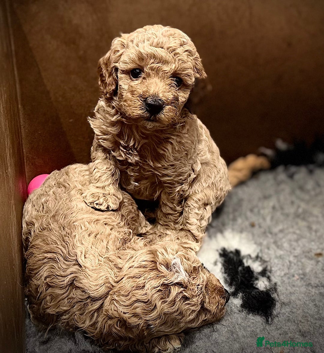 Miniature Poodle dogs for sale: Stunning Miniture Poodles - Image 29